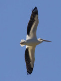  white pelican flying from below xray shot_MG_8870.jpg