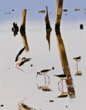reflecting water landing stilt bird_MG_1490.jpg