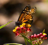 monarch butterfly on colorful flower_MG_9376.jpg