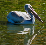 white pelican reflection in green water_MG_0427.jpg