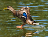 duck water skiing on water as it lands_MG_0484.jpg
