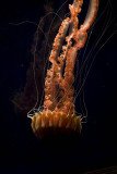 huge black sea nettle_MG_9825.jpg