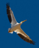 white pelican from below_MG_9156.jpg