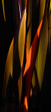 orange palm frond amongst green_MG_9908.jpg