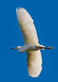 snowy egret flying xray wings_MG_0208.jpg