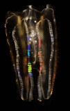 large comb jellyfish_MG_9800.jpg