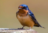 Barn Swallow_MG_0177 t.jpg