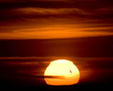 Flying into the setting sun_MG_6062.jpg