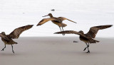 Bird Ballet _MG_6990.jpg