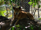 Blurry dingo..taken in a hurry as were on bus