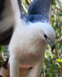 White bellied sea eagle