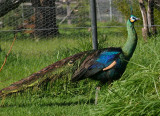 Green peacock
