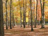 woods