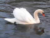 swan