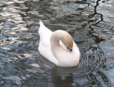 swan
