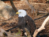 eagle
