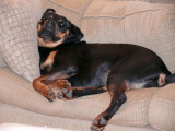 sasha relaxing