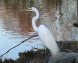 egret