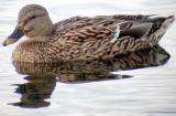 mallard female