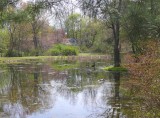 pond in spring time