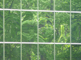 the green of spring time reflected in this office building windows