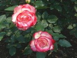 peace rose
