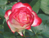 rose up close