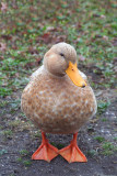 ducky
