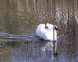 swan