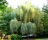weeping willow