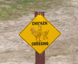 chicken crossing