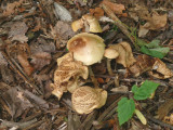 gnome dwellings