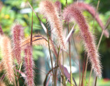 feathery grasses