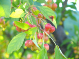 tree ripened