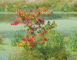 colour on the marsh