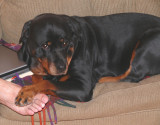 paws