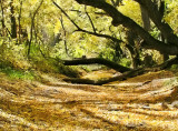 in the woods