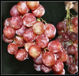 Grapes by Lux-mirror1.jpg