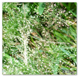grass flowers.jpg