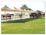 Polo & Equestrian club Dubai1.jpg