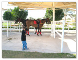 Polo & Equestrian club Dubai4.jpg