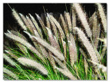 Grass1.jpg
