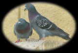 Pigeon LoveHD.jpg