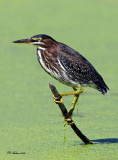 Heron-Vert