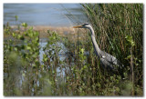 Blauwe Reiger