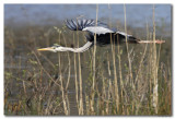 Blauwe Reiger