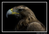 Golden eagle - Aguila real