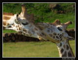 Giraffe - Jirafa