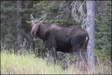 COW MOOSE, KANANASKIS COUNTRY