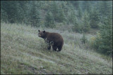 BLACK BEAR, KANANASKIS, AB.